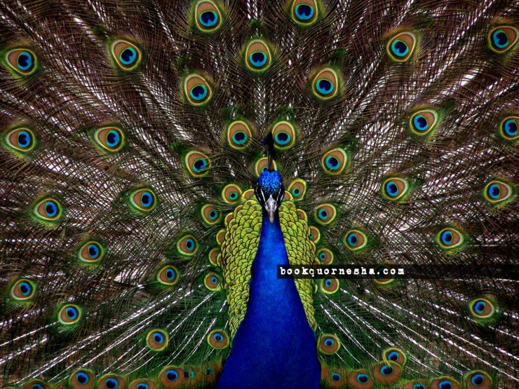 5834bookquornesha.com88