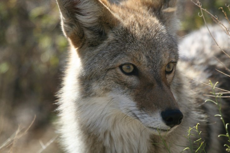 coyote-948799_1920