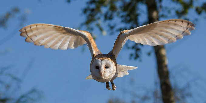 barn-owl-1107397__340