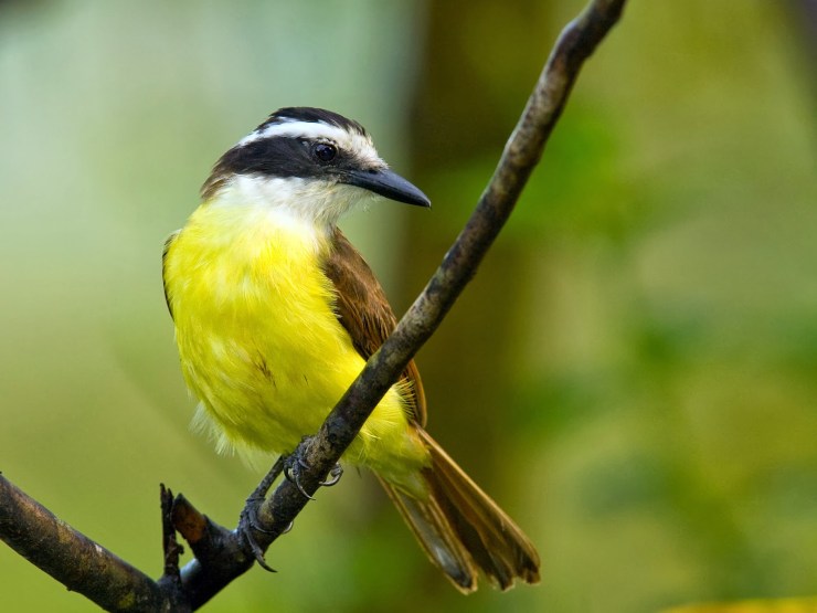 wallpaper-great-kiskadee-0-interesting