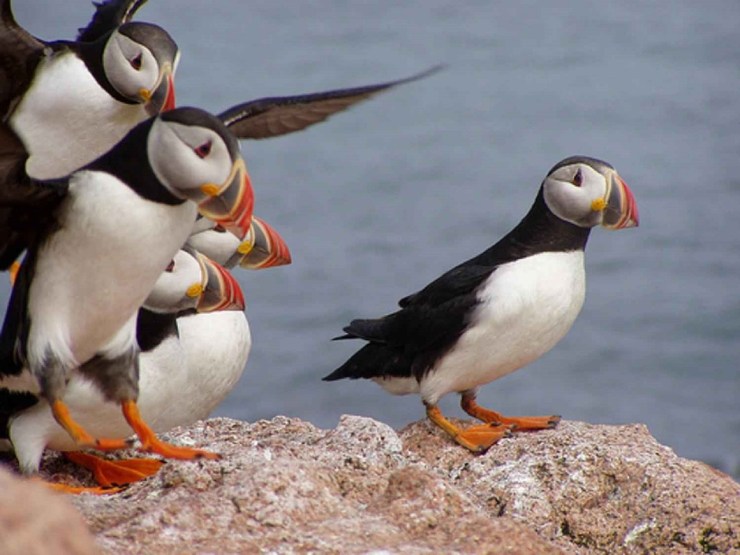 atlantic-puffins-935198_1280