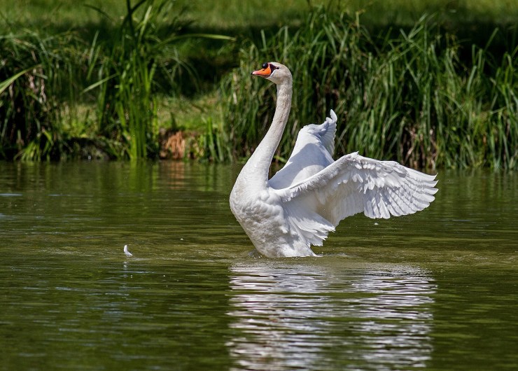 swan-359931_1920