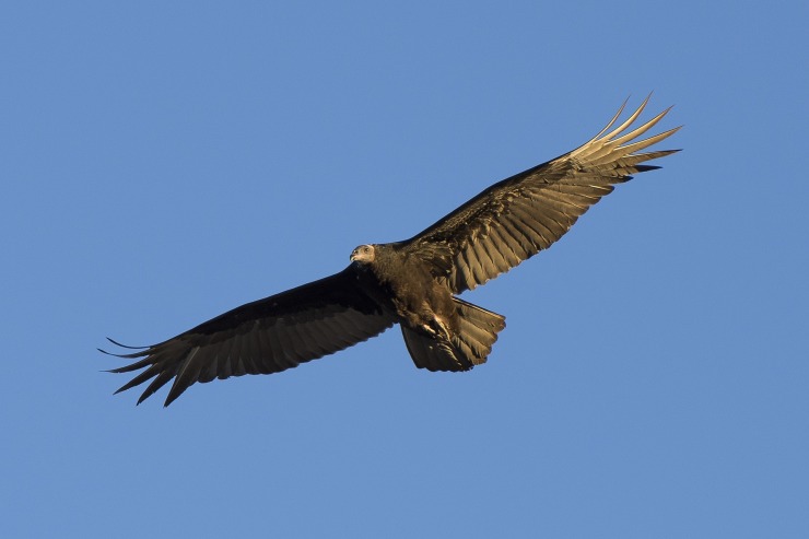 turkey-vulture-1112925_1920
