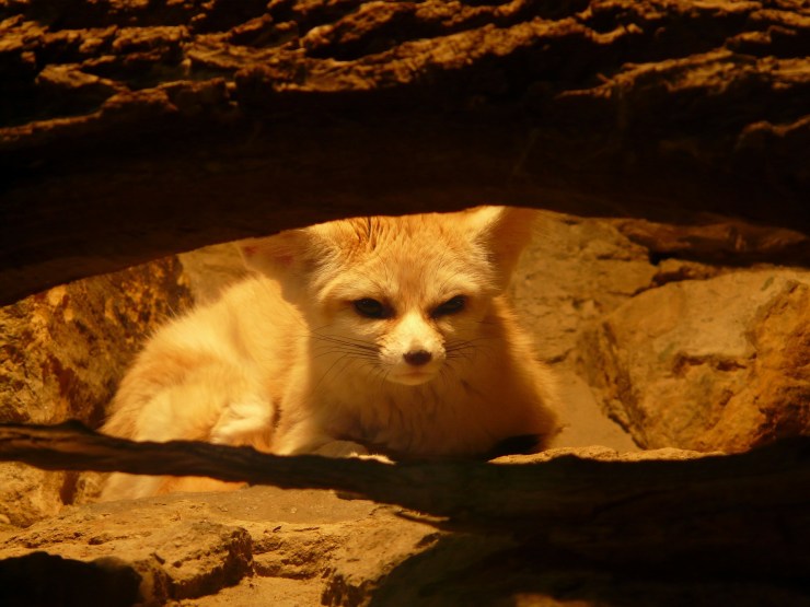 fennec-fox-77047_1920