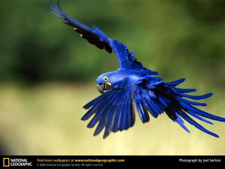 hyacinth-macaw