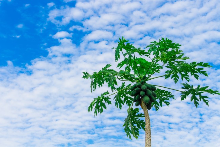 papaya-tree-2918226_1920