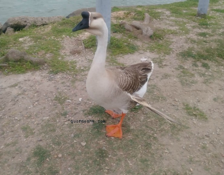 9426quornesha.com-african-goose