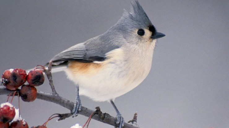 birds michigan branches tufted titmouse 1920x1080 wallpaper_www.animalhi.com_95