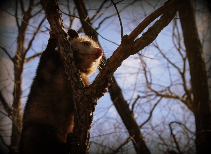 opossum-2255318_1920